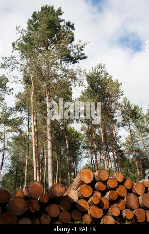Haufen von geschnittenen Protokolle gestapelt in einem Wald mit Bäumen im Hintergrund Stockfoto