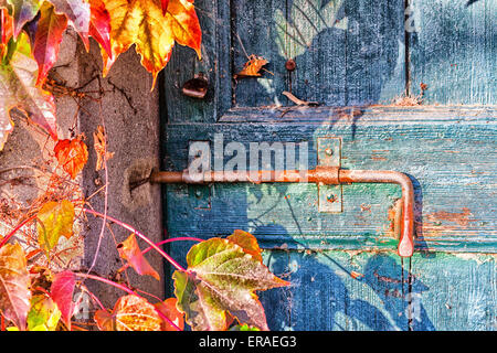 Rot, grün und Orange Blätter von einem Boston-Efeu oder Parthenocissus Tricuspidata Veitchii im Herbst Montage eine alte Grunge-Tür mit rostigen Schrauben in ein typisches Bauernhaus in italienischen Landschaft Stockfoto