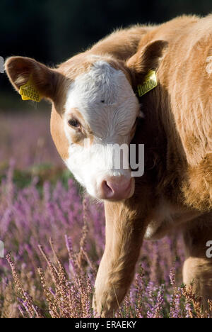 Kuh im New Forest, Dorset, Großbritannien, Europa Stockfoto