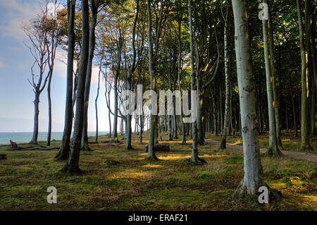 Buchenwald, Geist Holz, ghost Holz, an der Ostsee in Nienhagen, Mecklenburg-Vorpommern, Deutschland, Europa Stockfoto