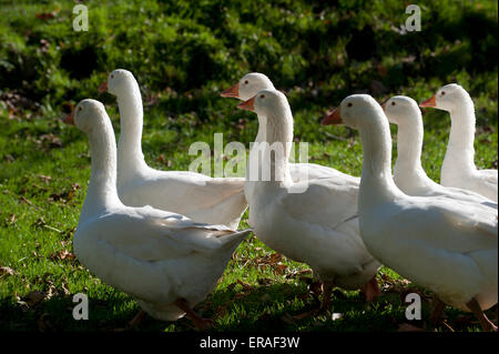 Gänse (Anser Anser Domestica) Devon England Europa Stockfoto