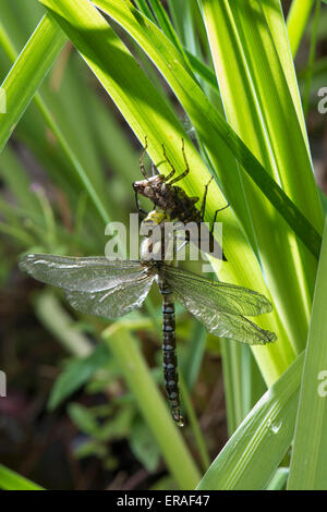 Südlichen Hawker oder blaue Darner Libelle (Aeshna Cyanea) entstehende Nymphe Stockfoto