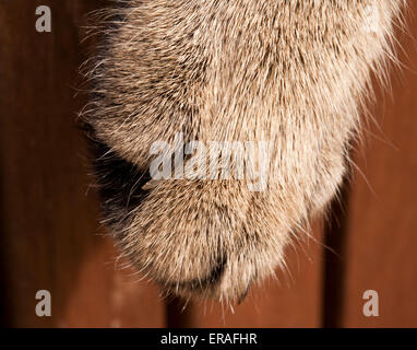 Eine Nahaufnahme einer einzelnen Tabby Katzen Pfote. Stockfoto