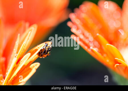 Nahaufnahme von einem orange Gerbera in einem Garten mit einem asiatischen Marienkäfer an der Spitze eines Blütenblattes Stockfoto
