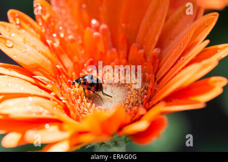 Nahaufnahme von einem orange Gerbera in einem Garten mit einem asiatischen Marienkäfer drin Stockfoto