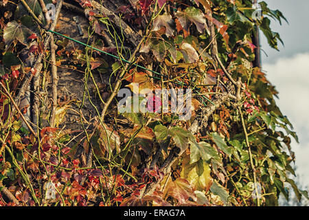 Rot, grün und Orange Blätter ein Boston-Efeu, Parthenocissus Tricuspidata Veitchii und rote rose im Herbst auf einer alten Grunge-Mauer in ein typisches Bauernhaus in italienischen Landschaft Stockfoto