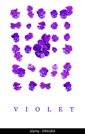 Blaue Veilchen (Viola) lila Blüten in weiß mit Text isoliert Wort "Violet" Stockfoto