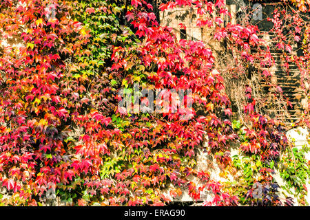 Rot, grün und Orange Blätter von einem Boston-Efeu, Parthenocissus Tricuspidata Veitchii, im Herbst auf einer alten Grunge-Mauer in ein typisches Bauernhaus in italienischen Landschaft Stockfoto