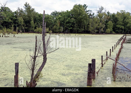 Überfluteten Gebiet im nördlichen Louisiana.  Stacheldrahtzaun durch das Wasser laufen.    Sumpfigen Wasser bedeckt in Grünalgen. Stockfoto