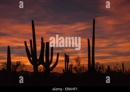 Gigantischen Saguaro Kaktus sind gegen einen Sonoran Wüste Sonnenuntergang Silhouette. Saguaro-Nationalpark, in der Nähe von Tucson, Arizona. Stockfoto