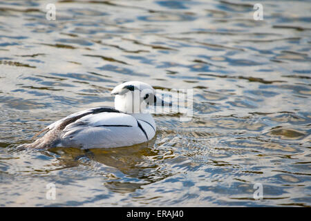 Zwergsäger, Mergellus Albellus, Schwimmen im See. Stockfoto