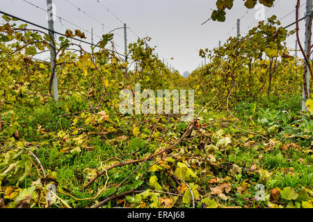 Feldern der Weinberge mit grünen, roten, gelben und orangefarbenen Blättern in parallelen Reihen im Herbst in der Landschaft der Emilia Romagna in Italien. Stockfoto