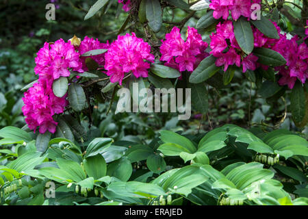 Purple Rhododendron Erna in der Blüte Garten Blumen Grenze Stockfoto