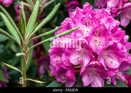 Rosa Rhododendron Albert Schließen in der Blüte Stockfoto