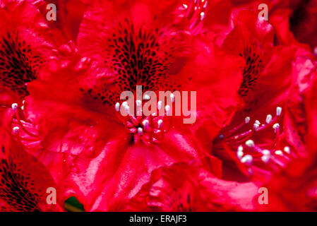 Rot Rhododendron Erato in voller Blüte Nahaufnahme Blume Stockfoto