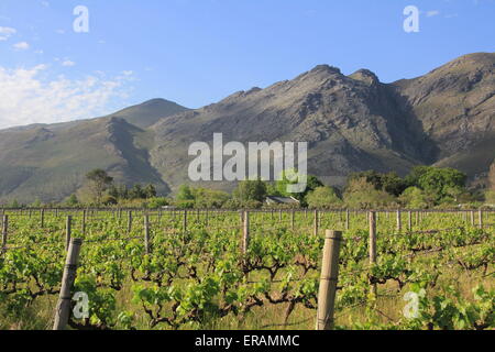 Weinberg und Berg in der Nähe von Franschhoek im Weinland Südafrika Westcape Stockfoto