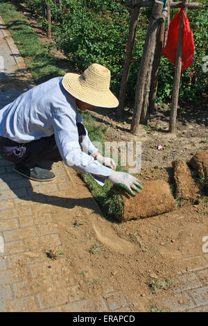 Rosengarten. Gärtner legt Spatenstich auf dem Rasen. Stockfoto