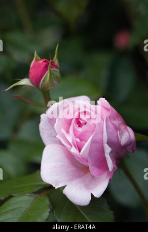 Rosa. Strauchrose in einem englischen Garten. Stockfoto