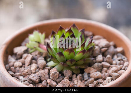 Sempervivum "Joseph" in einem Terrakotta-Topf. Stockfoto