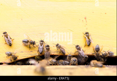 Honigbienen sind ein-und eine gelbe Bienenstock sammeln Honig Pollen fliegen. Stockfoto