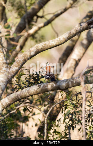 Wiedehopf (Upupa Epops) thront im Baum, Phinda Private Game Reserve, Südafrika Stockfoto