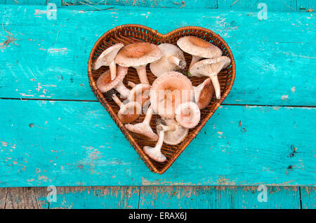 essbare Pilze Pilze (Lactarius Torminosus) in Herz-Form-Weidenkorb Stockfoto