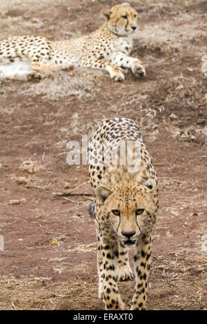 Gepard Cub nähert sich Kamera, mit Mutter im Hintergrund, Acinonyx Jubatus, Südafrika, Stockfoto