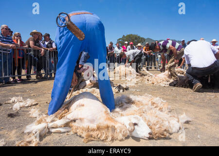 Samstag, 30. Mai 2015, Gran Canaria, Kanarische Inseln, Spanien. Mehr als dreißig Bauern versammeln sich im Bergdorf, Schafe scheren von hand bei der jährlichen "Fiesta De La Lana" (Wolle Festival) auf "Dia de Canarias" Kanarische Nationalfeiertag. Bildnachweis: ALANDAWSONPHOTOGRAPHY/Alamy Live-Nachrichten Stockfoto