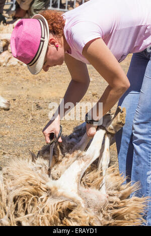 Samstag, 30. Mai 2015, Gran Canaria, Kanarische Inseln, Spanien. Mehr als dreißig Bauern versammeln sich im Bergdorf, Schafe scheren von hand bei der jährlichen "Fiesta De La Lana" (Wolle Festival) auf "Dia de Canarias" Kanarische Nationalfeiertag. Bildnachweis: ALANDAWSONPHOTOGRAPHY/Alamy Live-Nachrichten Stockfoto