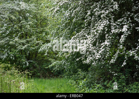 Weißdorn (Craetegus Monogyna) voll mit weißen Blüten in der englischen Landschaft. Stockfoto