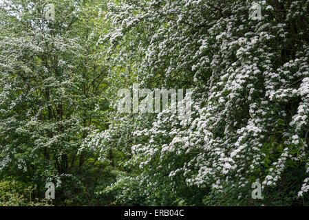 Weißdorn (Craetegus Monogyna) voll mit weißen Blüten in der englischen Landschaft. Stockfoto