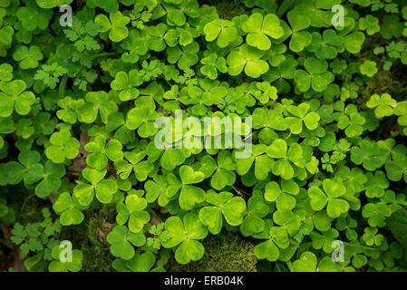 Laub von einem Sauerklee-Pflanze wächst in einem englischsprachigen Wald. Stockfoto