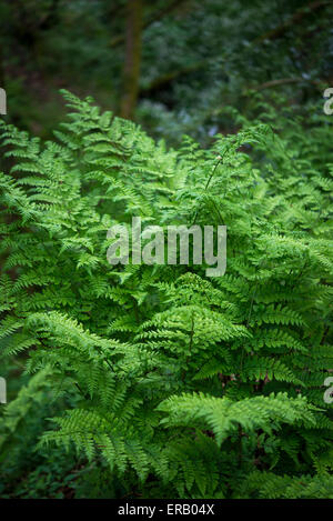 Reiche grüne Lady Farne in einem englischen Waldgebiet im späten Frühjahr. Stockfoto