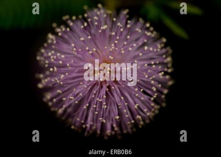 Mimosa Pudica Stockfoto