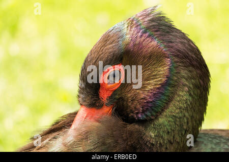 Schwarzstorch oder Ciconia Nigra, Nahaufnahme Hochformat. Stockfoto