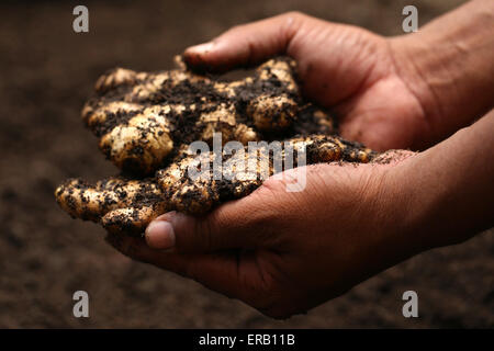 Hand, die etwas neu geernteten Ingwer Stockfoto