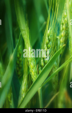 Grünen Weizen Kopf in kultivierten Agrarbereich, frühen Stadium der Landwirtschaft Pflanzenentwicklung, selektiven Fokus Stockfoto