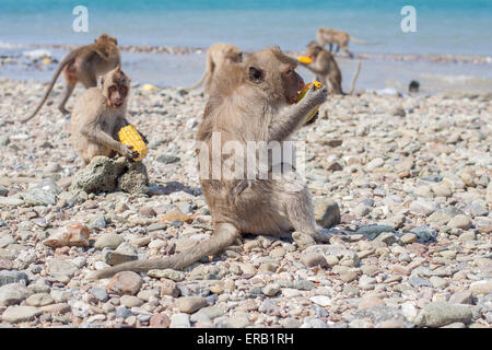 Affe isst rohes mango Stockfoto