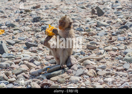 Affe isst rohes mango Stockfoto