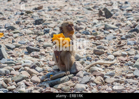 Affe isst rohes mango Stockfoto