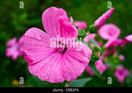 Wunderschöne, zarte Blumen Lavater - Lavatera Trimestris L. Stockfoto