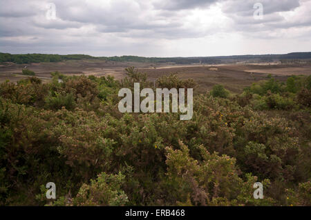 Blick über die Heide von der New Forest-Hampshire England UK an einem bewölkten Tag Stockfoto