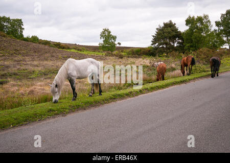 New Forest Ponys grasen am Straßenrand In den New Forest Hampshire England UK Stockfoto