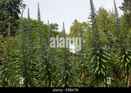 Hohen Spitzen des riesigen viper's Bugloss, Echium pininana Stockfoto