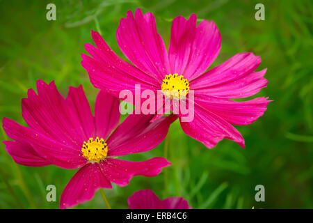 Tief rosa Blüten des Kosmos. Stockfoto