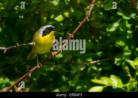 Gemeinsame Yellowthroat Stockfoto