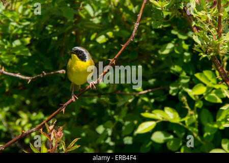 Gemeinsame Yellowthroat Stockfoto