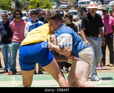 Luch Canarias (kanarisches Wrestling) Demonstration während Dia de Canarias feiern auf Gran Canaria, Kanarische Inseln, Spanien Stockfoto