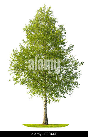 Grüne Feder Birke isoliert auf weißem Hintergrund. Natur-Objekt Stockfoto