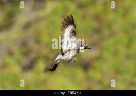 Eichel Spechte Melanerpes Formicivorus Santa Rita Mountains, Santa Cruz County, Arizona, USA 23 kann erwachsenen männlichen Stockfoto